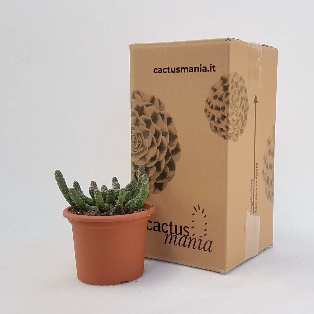 Euphorbia inermis vaso Ø 13