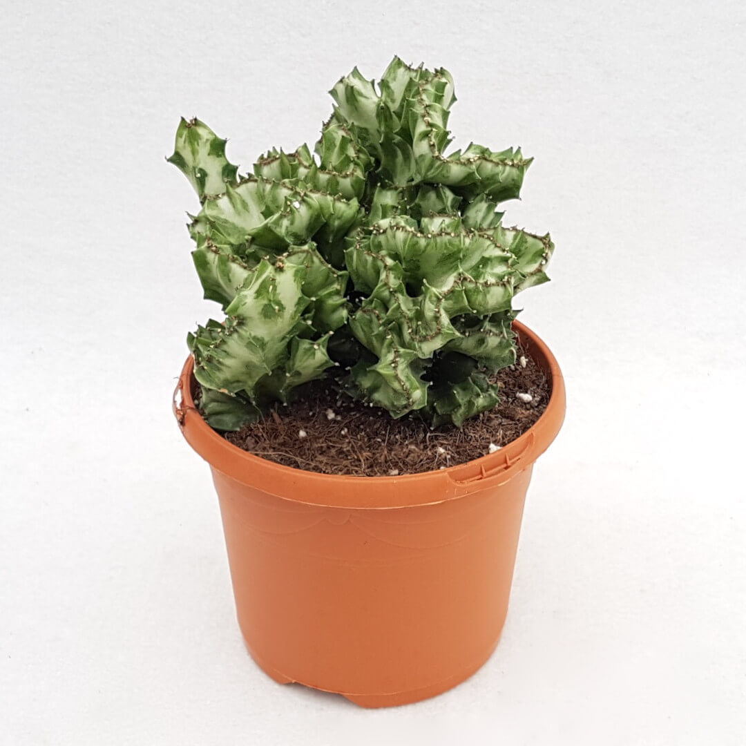 Euphorbia lactea crestata vaso Ø 17