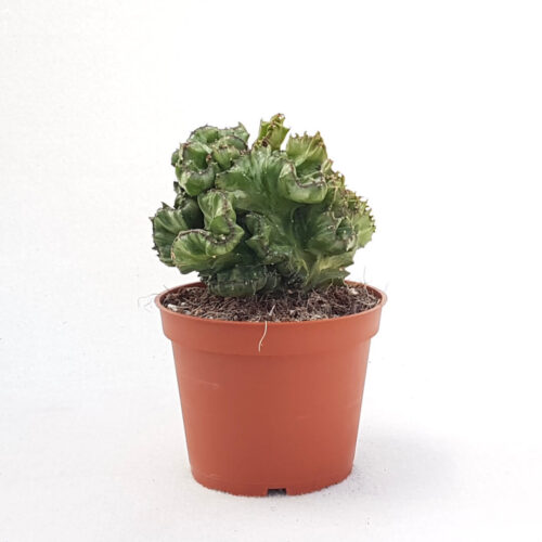 Euphorbia lactea crestata vaso Ø 13