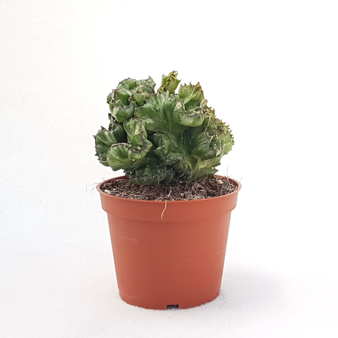 Euphorbia lactea crestata vaso Ø 13