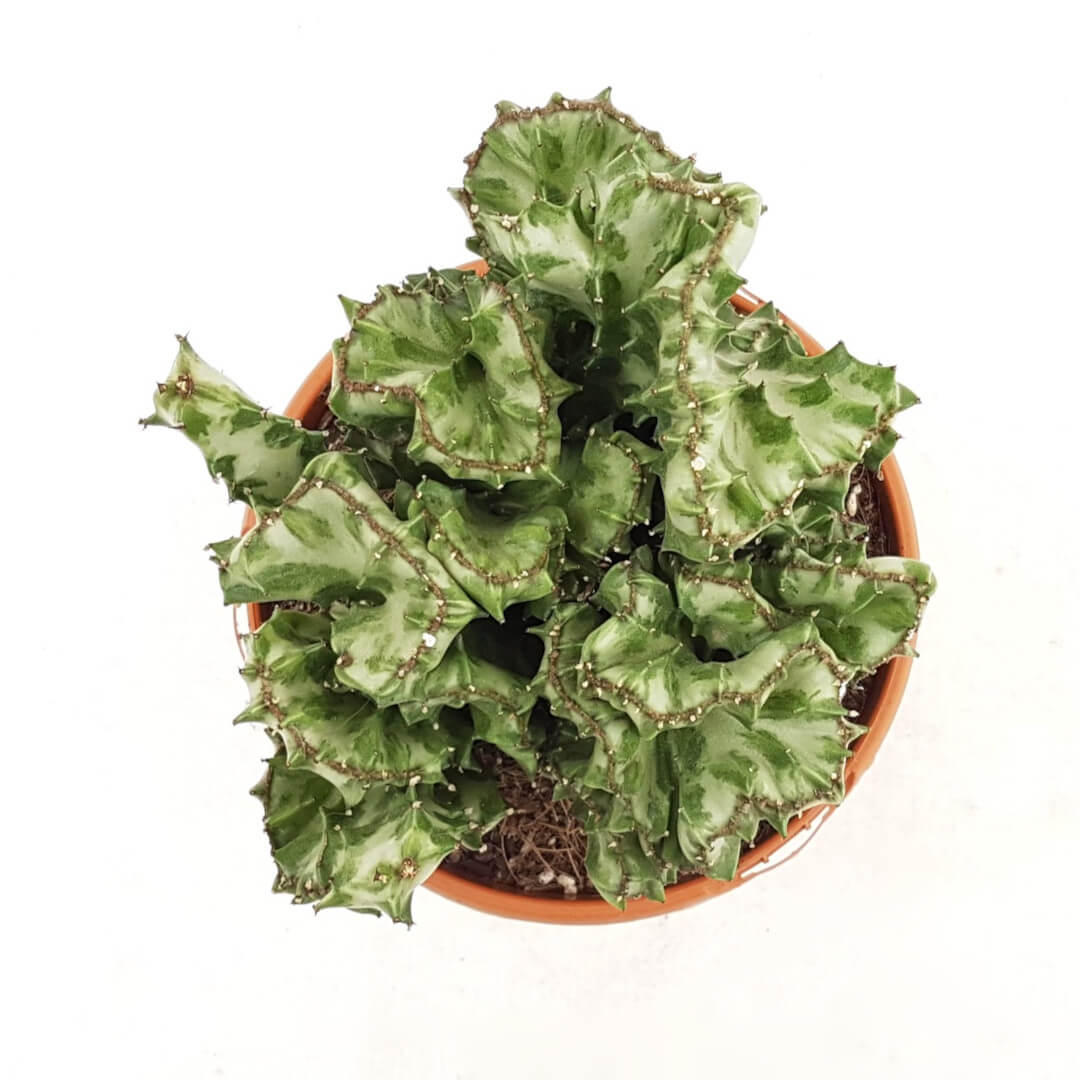 Euphorbia lactea crestata vaso Ø 17