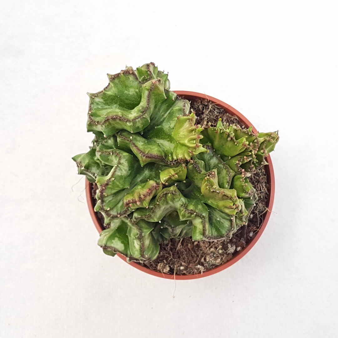 Euphorbia lactea crestata vaso Ø 13