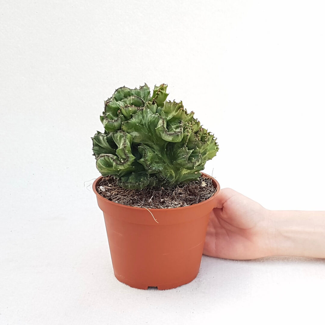Euphorbia lactea crestata vaso Ø 13