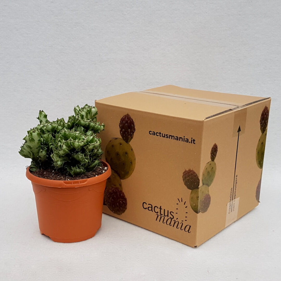 Euphorbia lactea crestata vaso Ø 17
