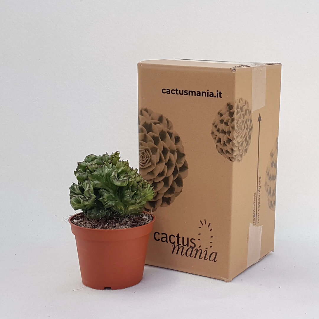 Euphorbia lactea crestata vaso Ø 13