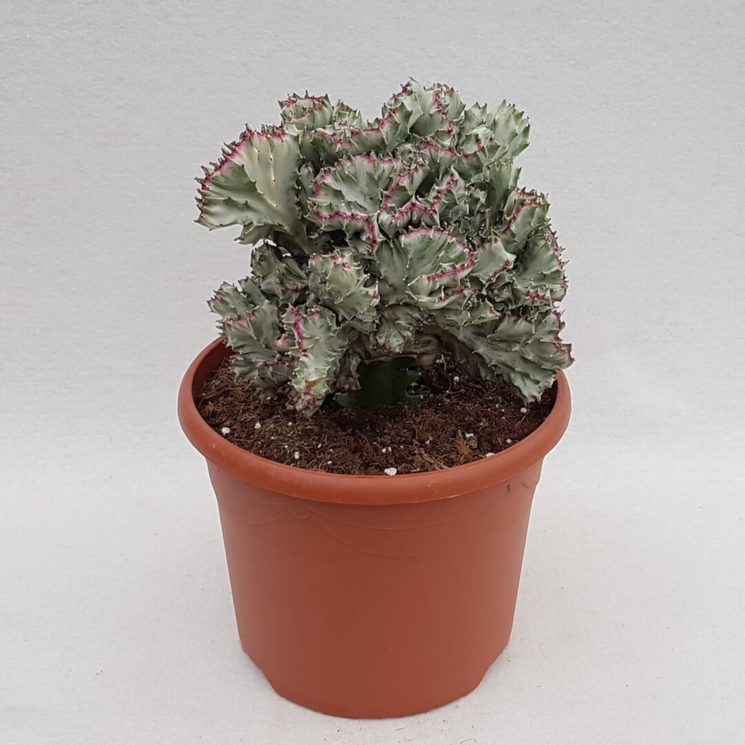 Euphorbia lactea crestata variegata vaso Ø 26