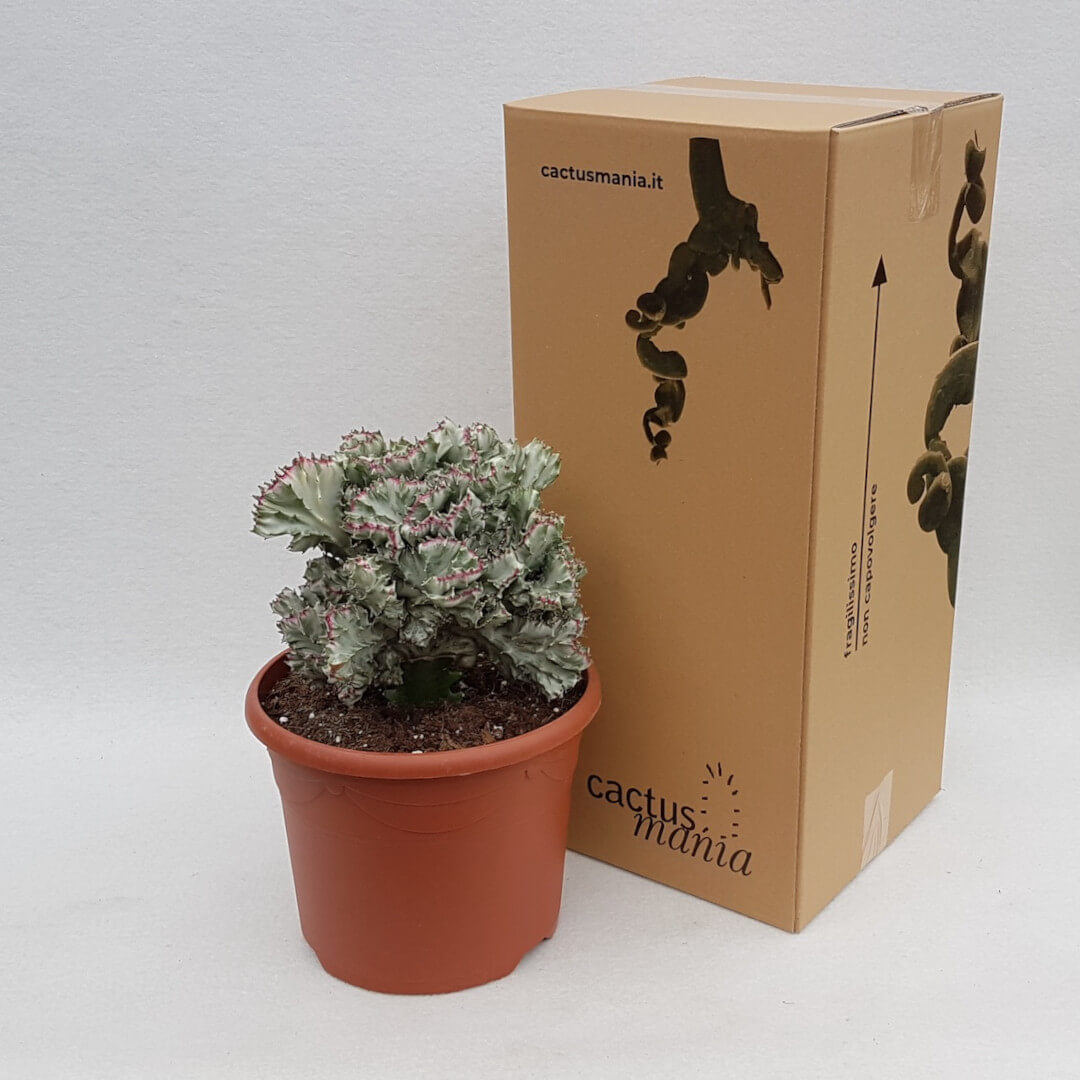Euphorbia lactea crestata variegata vaso Ø 26