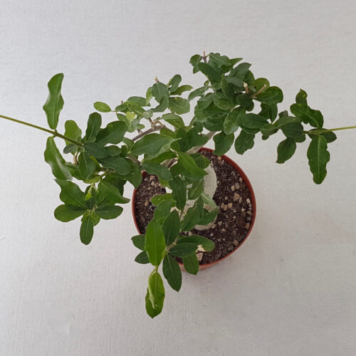 Fockea edulis vaso Ø 14
