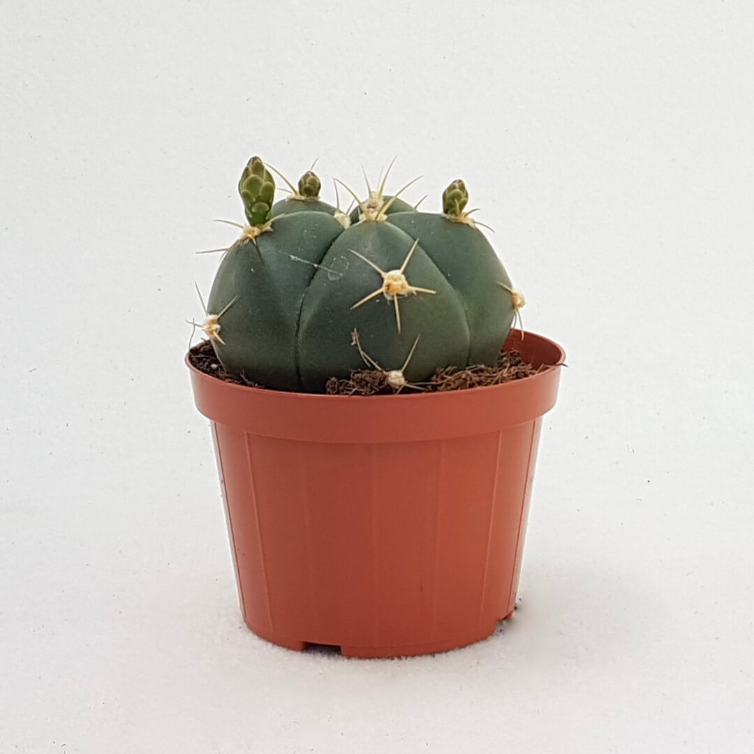 Gymnocalycium horstii vaso Ø 12