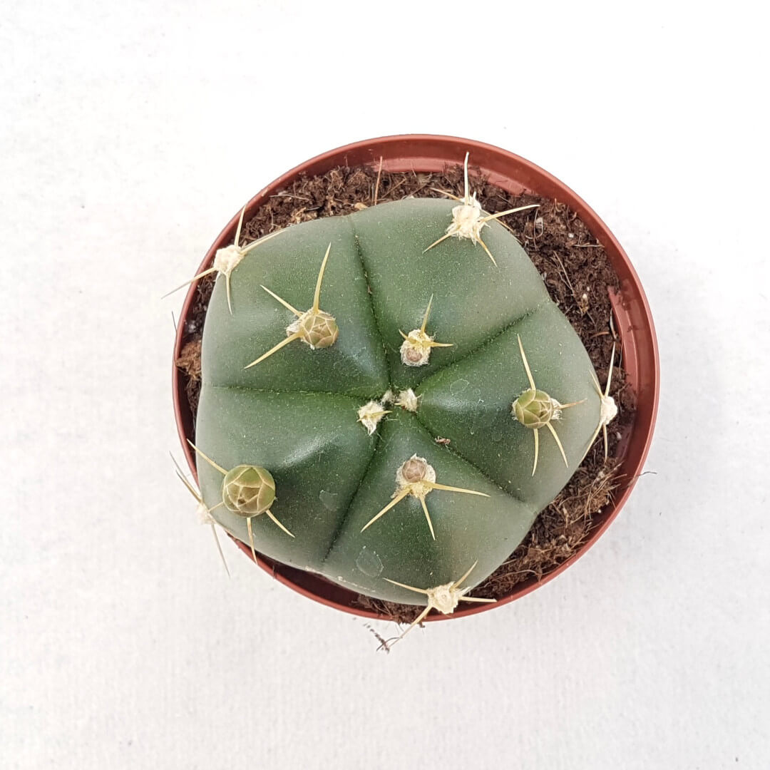 Gymnocalycium horstii vaso Ø 12