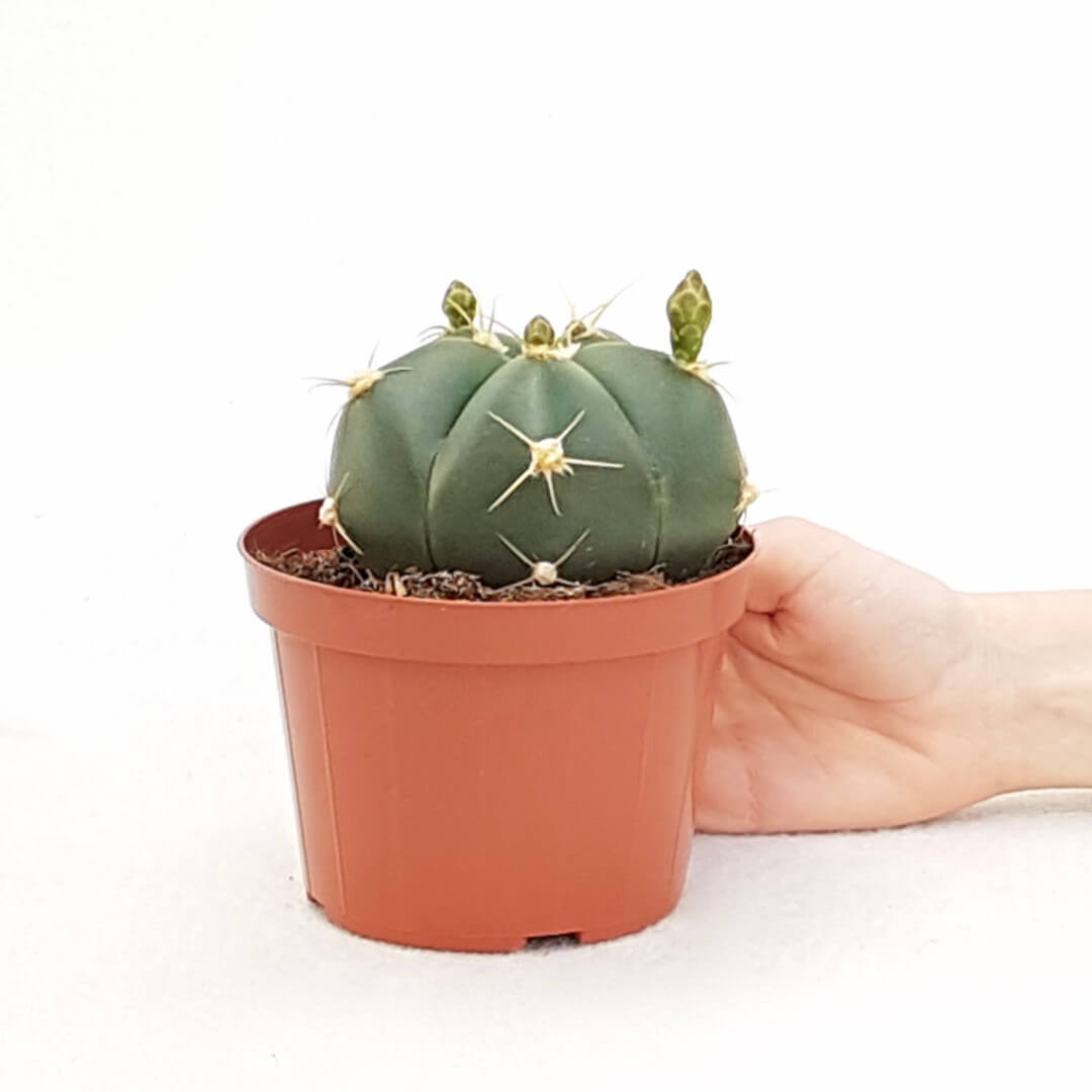 Gymnocalycium horstii vaso Ø 12