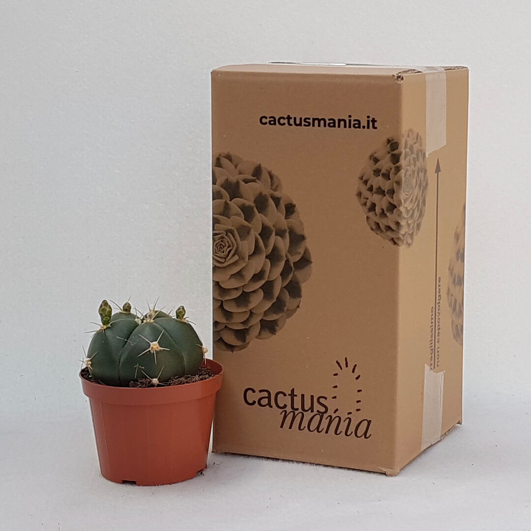 Gymnocalycium horstii vaso Ø 12