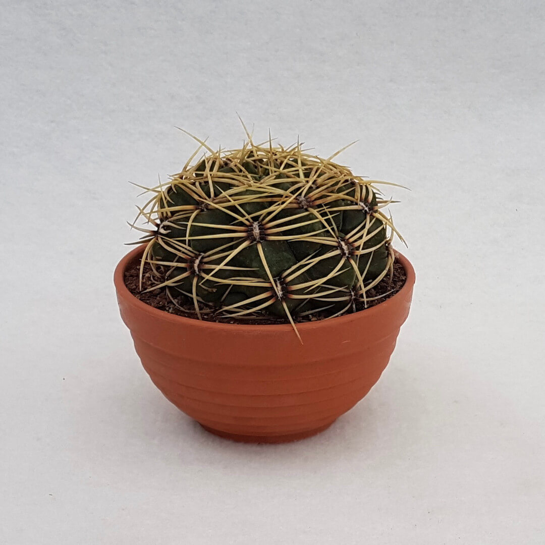Gymnocalycium monvillei vaso Ø 13