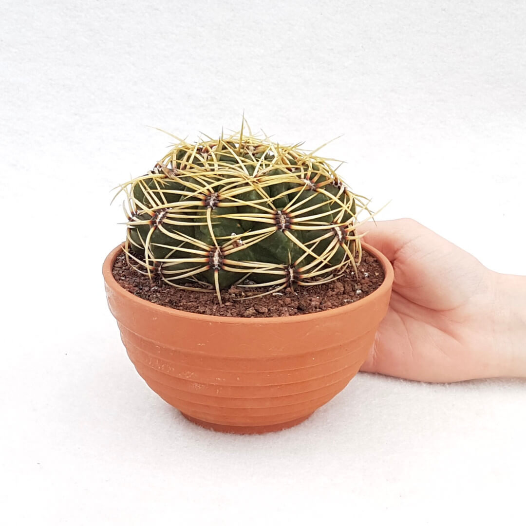 Gymnocalycium monvillei vaso Ø 13