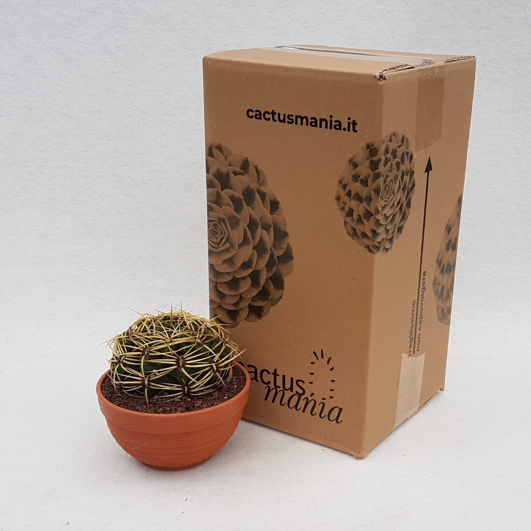 Gymnocalycium monvillei vaso Ø 13