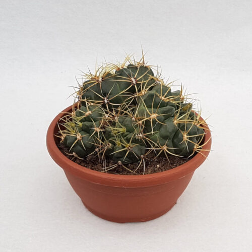Gymnocalycium multiflorum vaso Ø 20