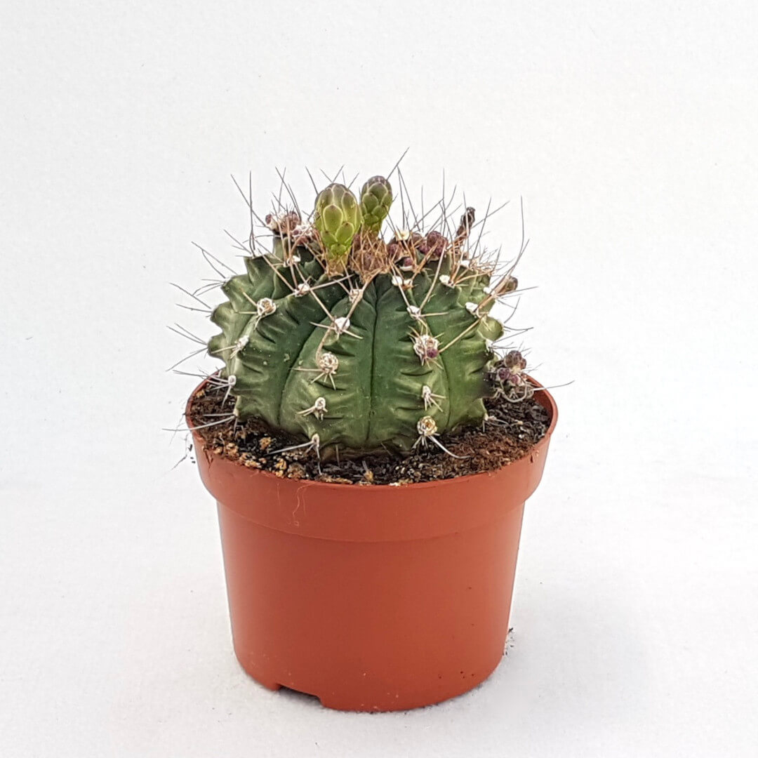 Gymnocalycium pungens vaso Ø 13