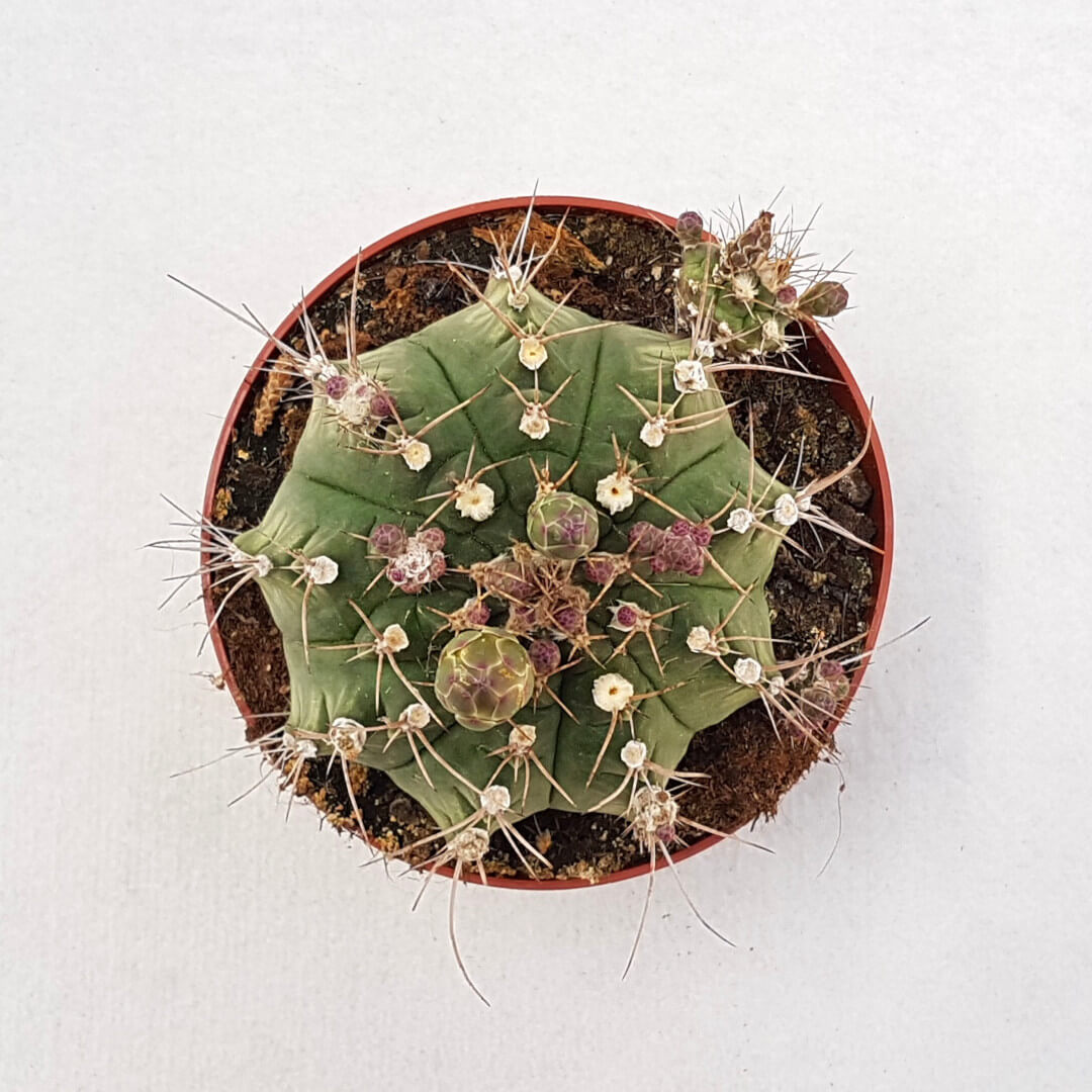 Gymnocalycium pungens vaso Ø 13