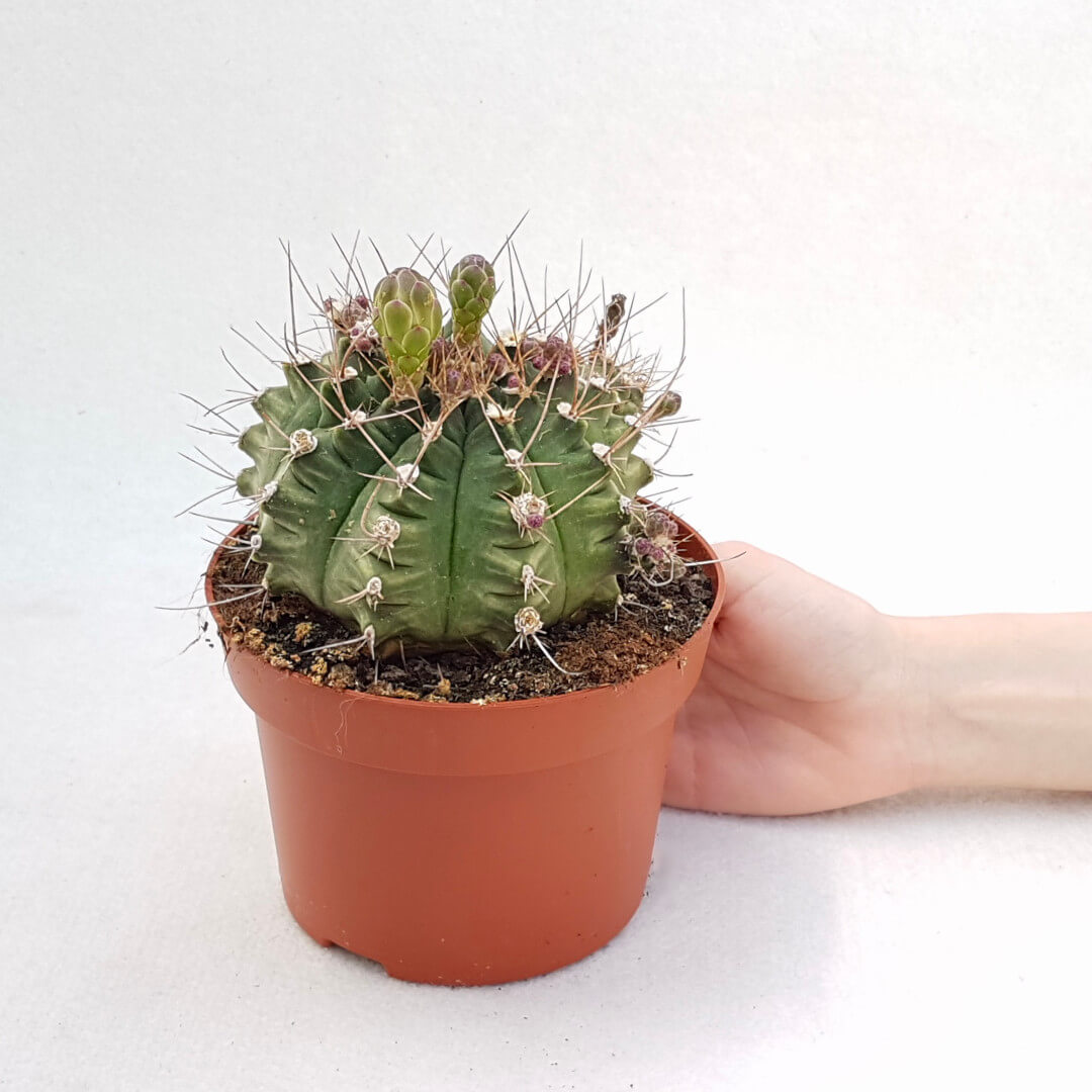 Gymnocalycium pungens vaso Ø 13