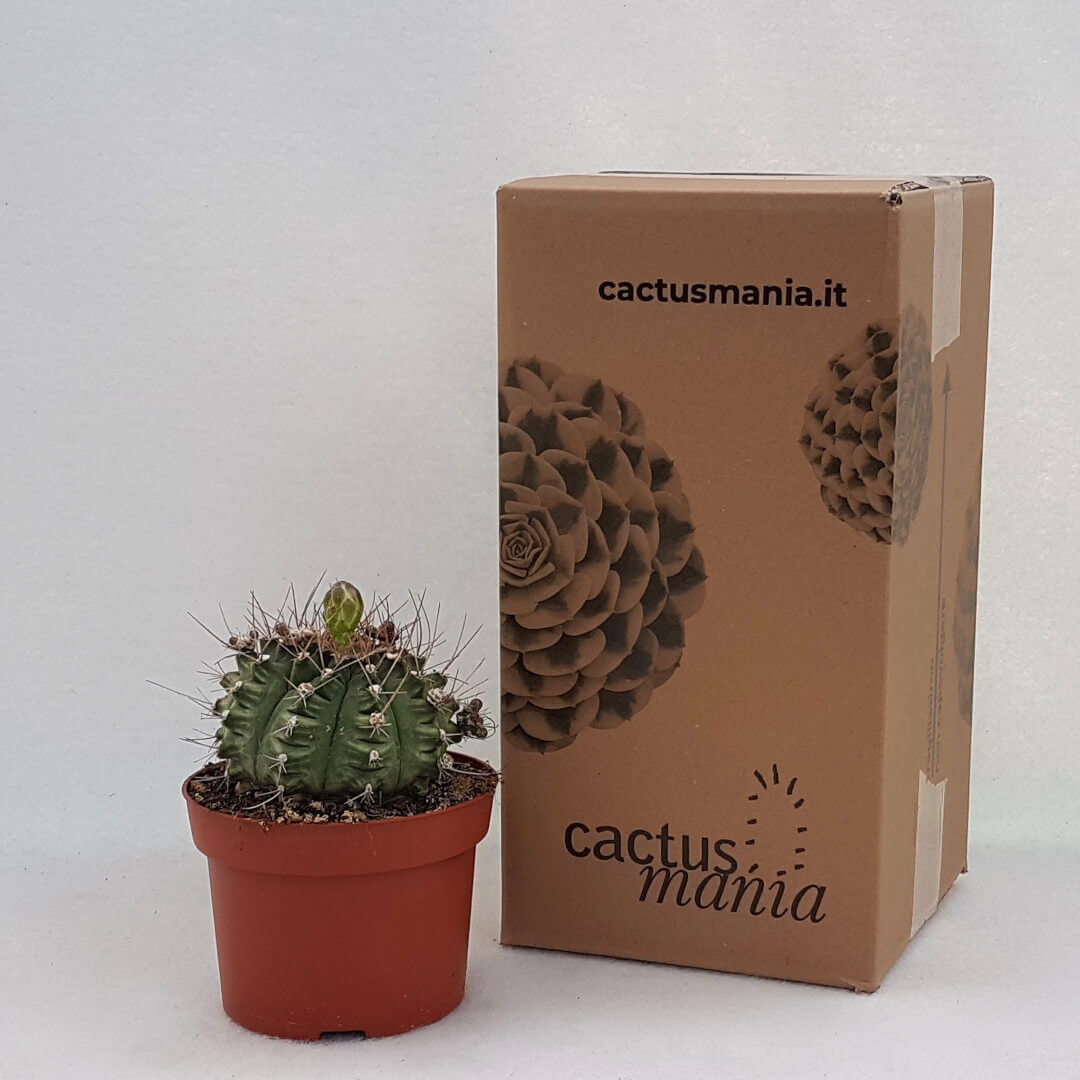 Gymnocalycium pungens vaso Ø 13