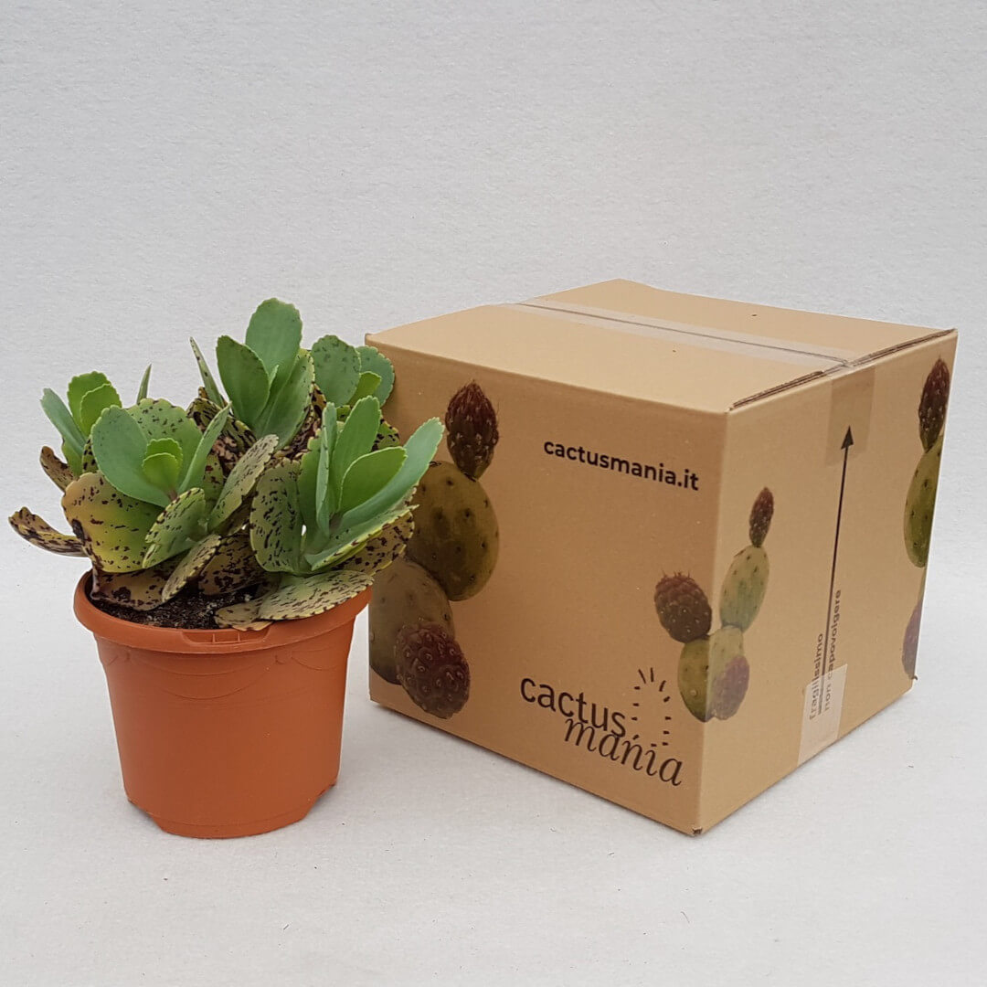 Kalanchoe marmorata vaso Ø 17