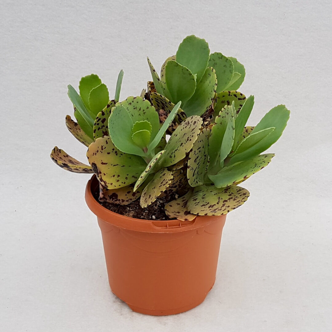 Kalanchoe marmorata vaso Ø 17