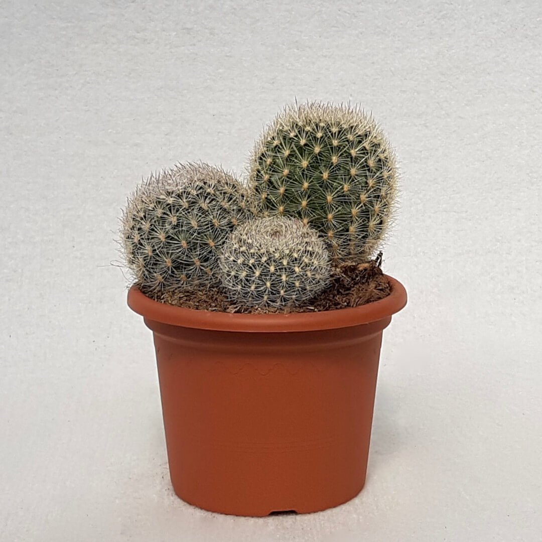 Matucana crinifera vaso Ø 13