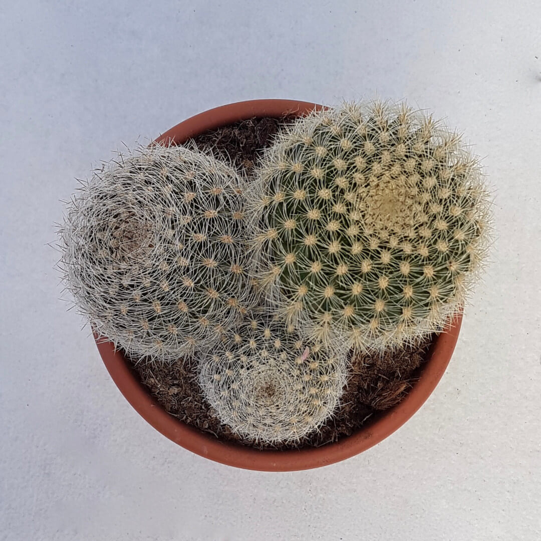 Matucana crinifera vaso Ø 13