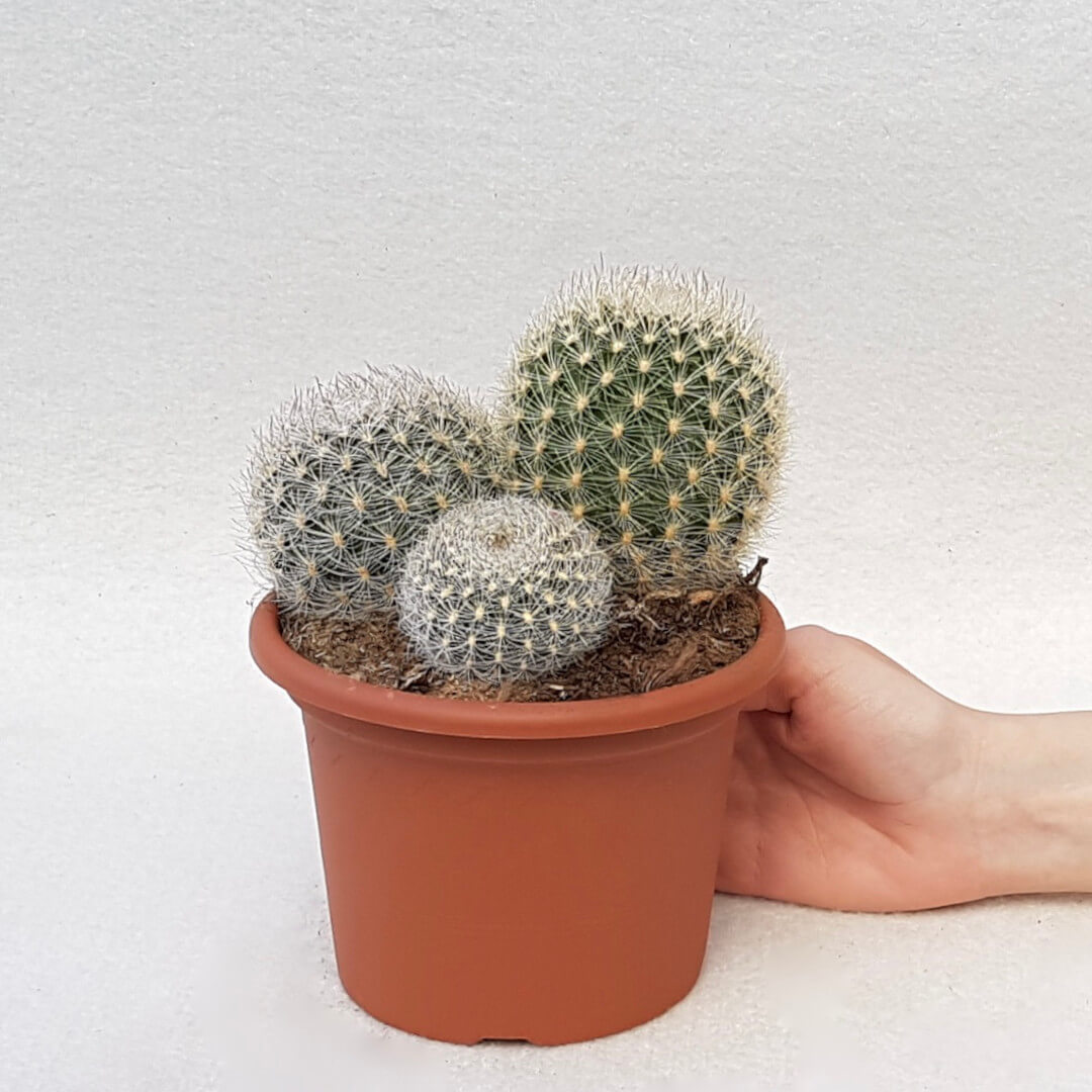 Matucana crinifera vaso Ø 13