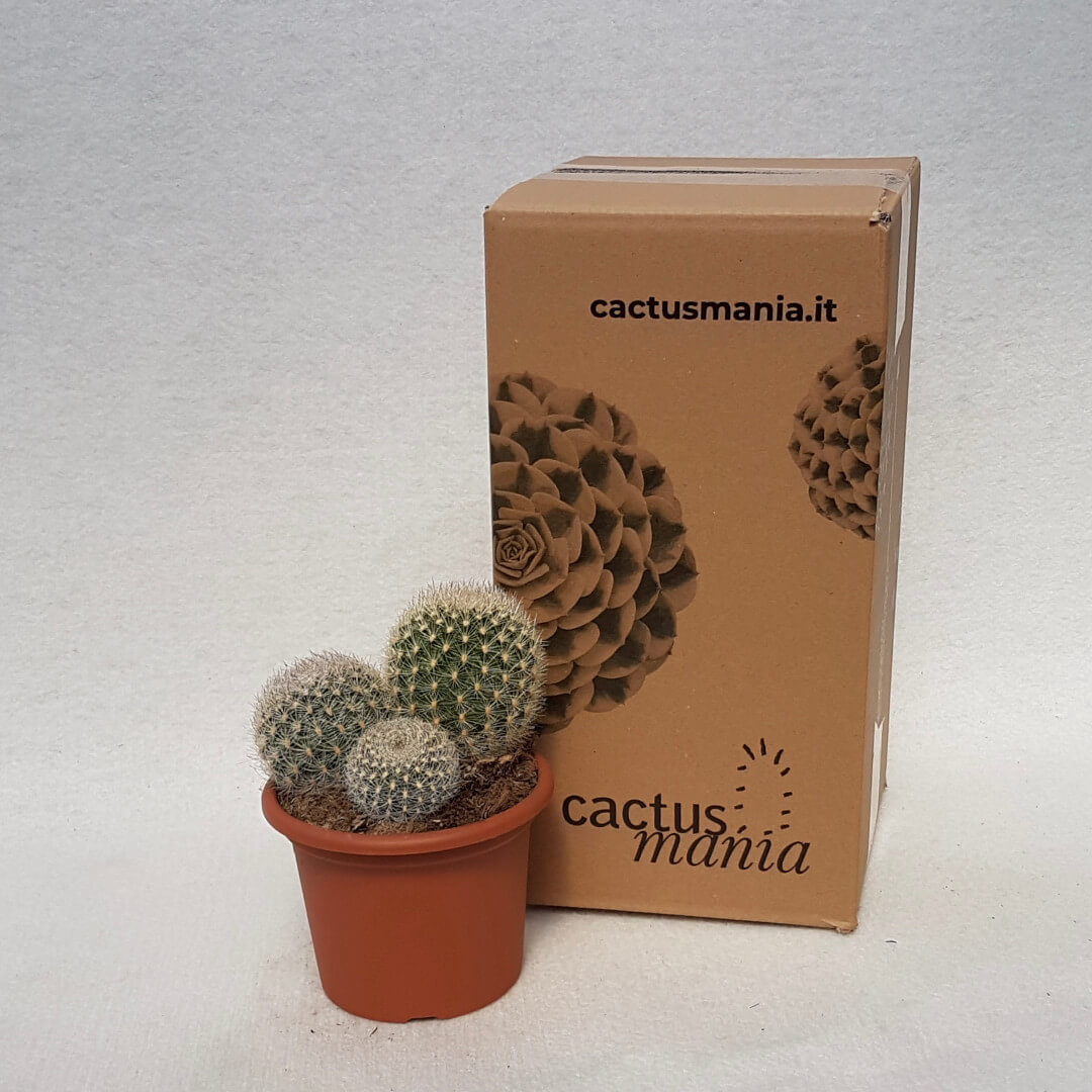 Matucana crinifera vaso Ø 13