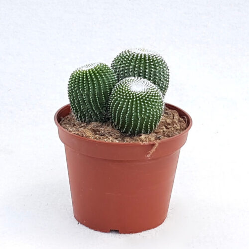 Notocactus leninghausii inermis vaso Ø 13
