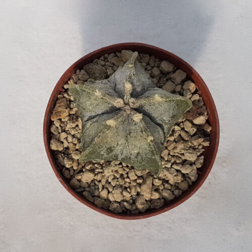 Astrophytum myriostigma fukuryu nudum vaso Ø 10,5 (cod. 95B)