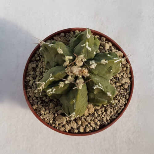 Astrophytum ornatum hannya hybrid vaso Ø 10,5 N° 54B
