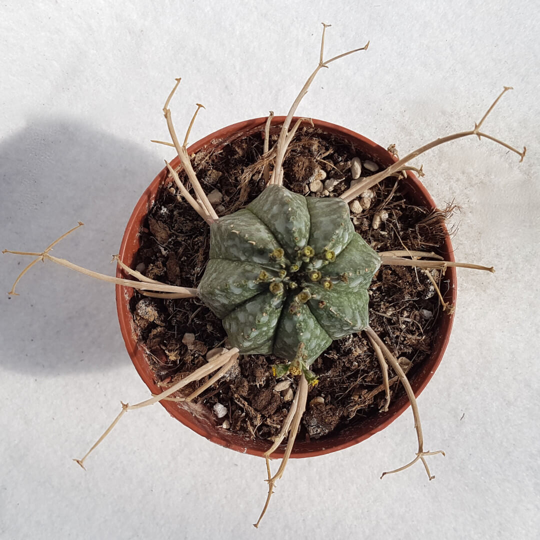 Euphorbia valida vaso Ø 10,5 - 01E