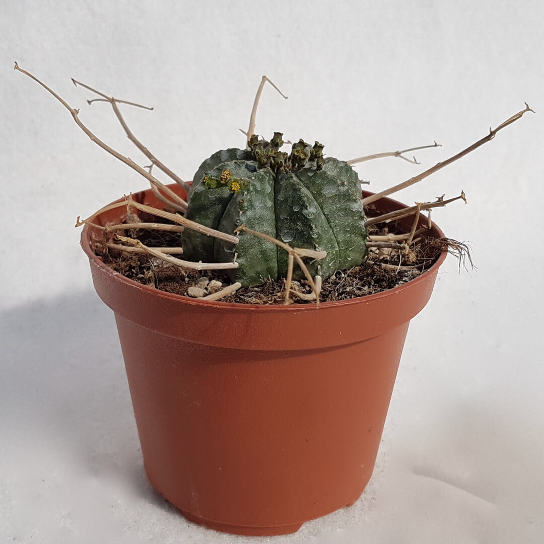 Euphorbia valida vaso Ø 10,5 - 01E