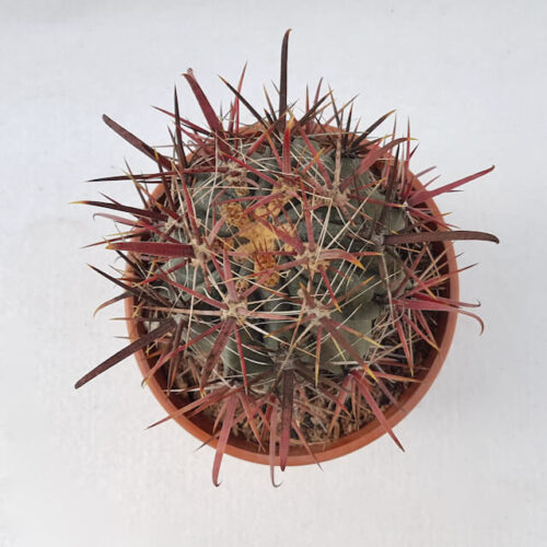 Ferocactus gracilis hybrid 49D vaso Ø17