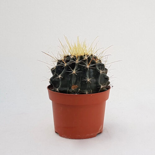 Hamatocactus hamatacanthus (Ferocactus hamatacanthus) vaso 13 - 1070