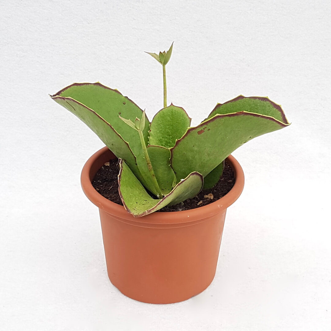 Kalanchoe synsepala vaso Ø 18