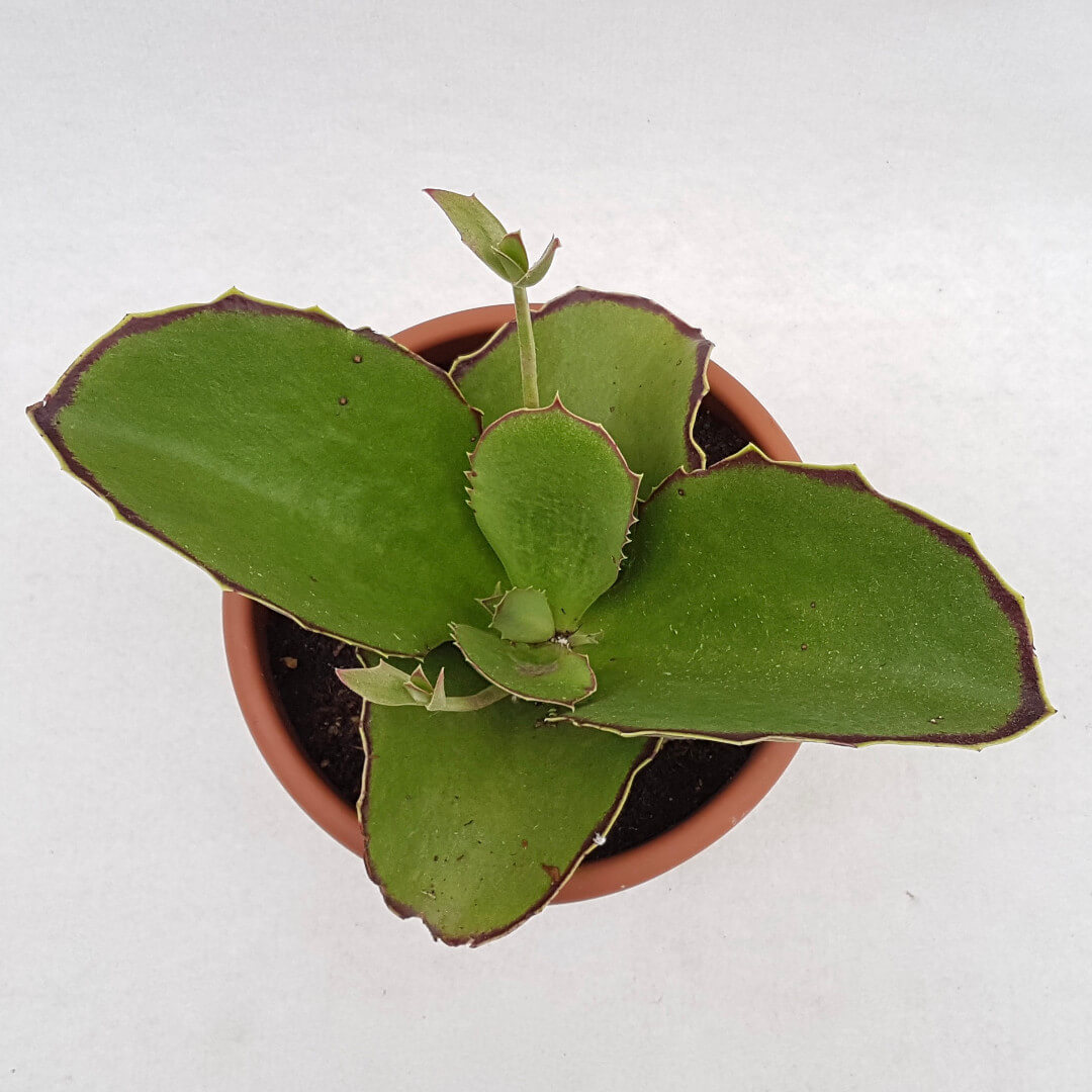 Kalanchoe synsepala vaso Ø 18