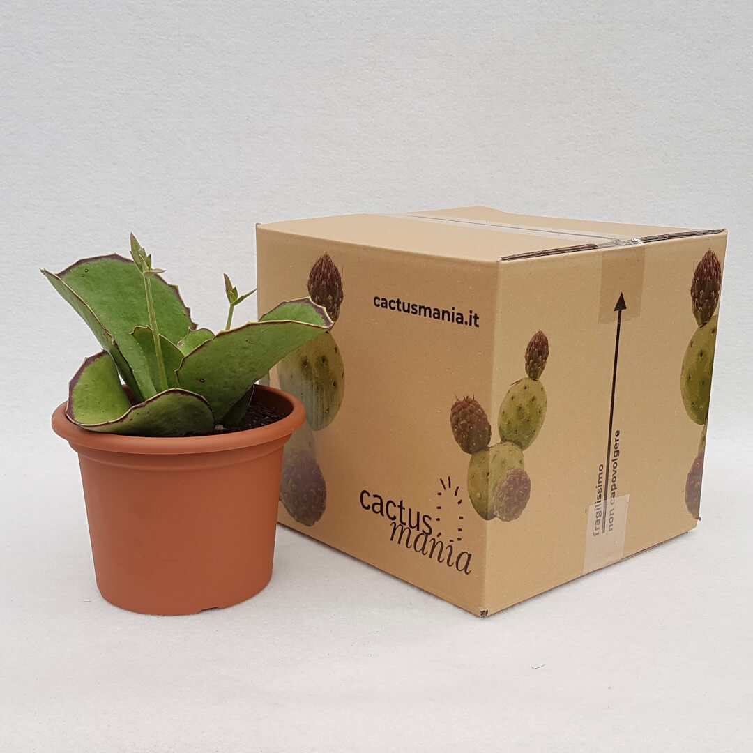 Kalanchoe synsepala vaso Ø 18