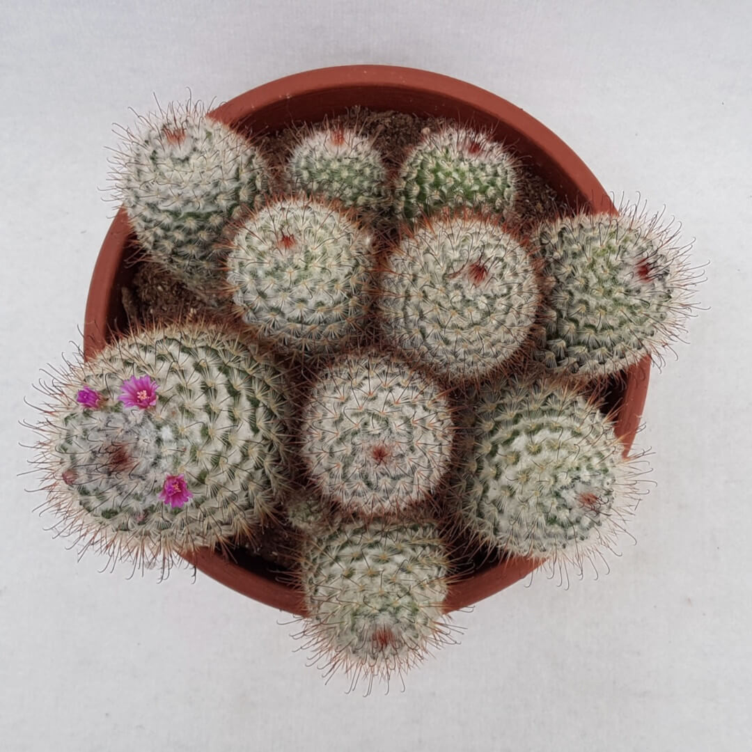 Mammillaria bombycina vaso Ø 25