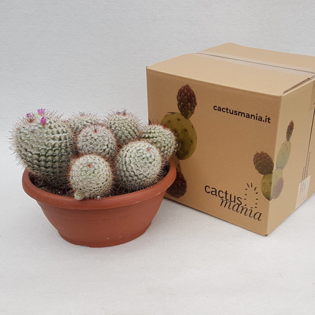 Mammillaria bombycina vaso Ø 25