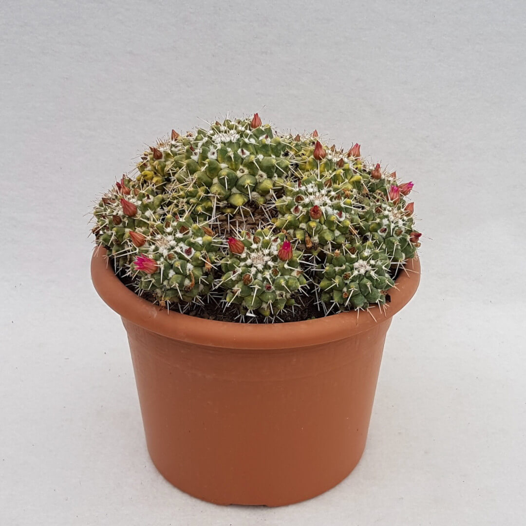 Mammillaria compressa vaso Ø 24
