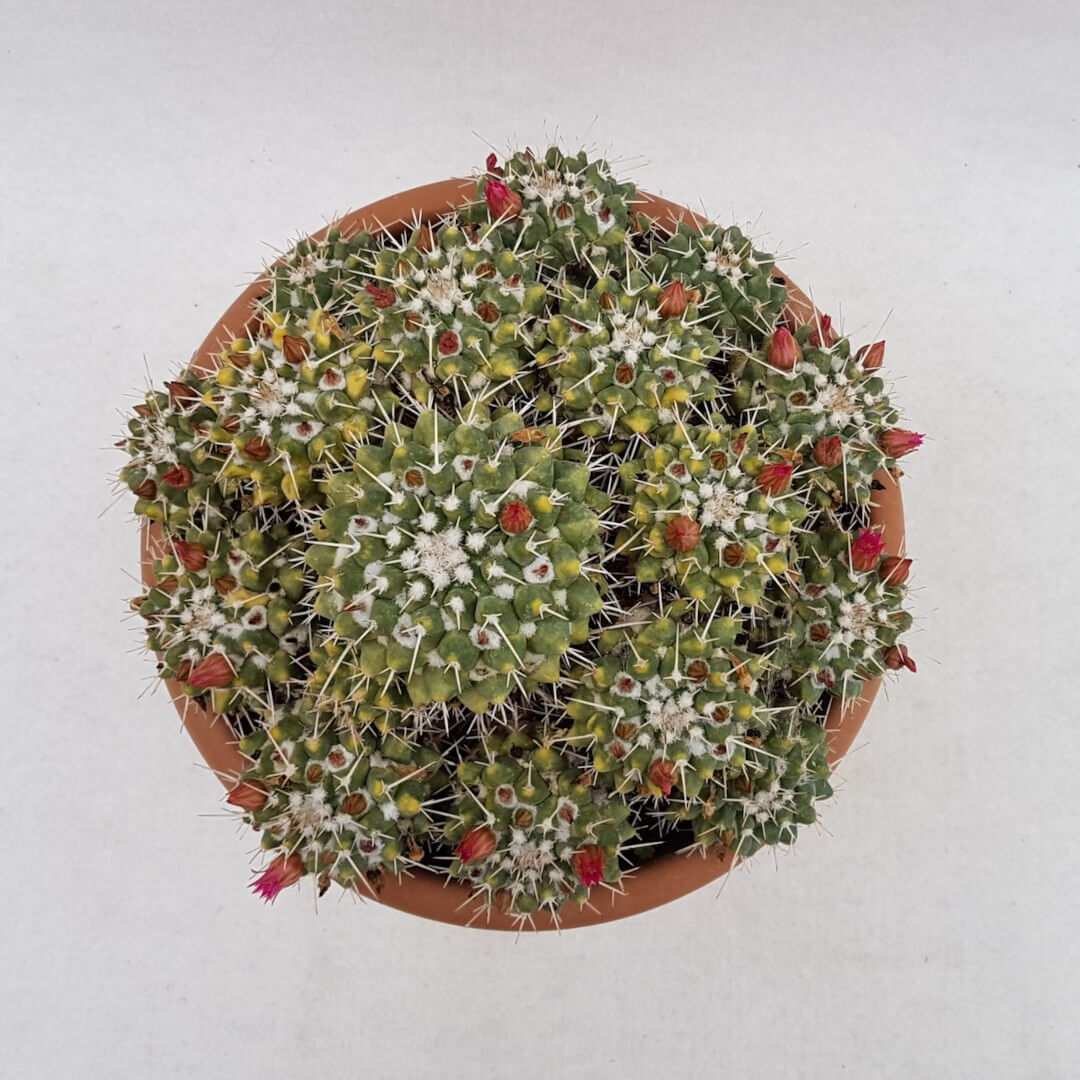 Mammillaria compressa vaso Ø 24