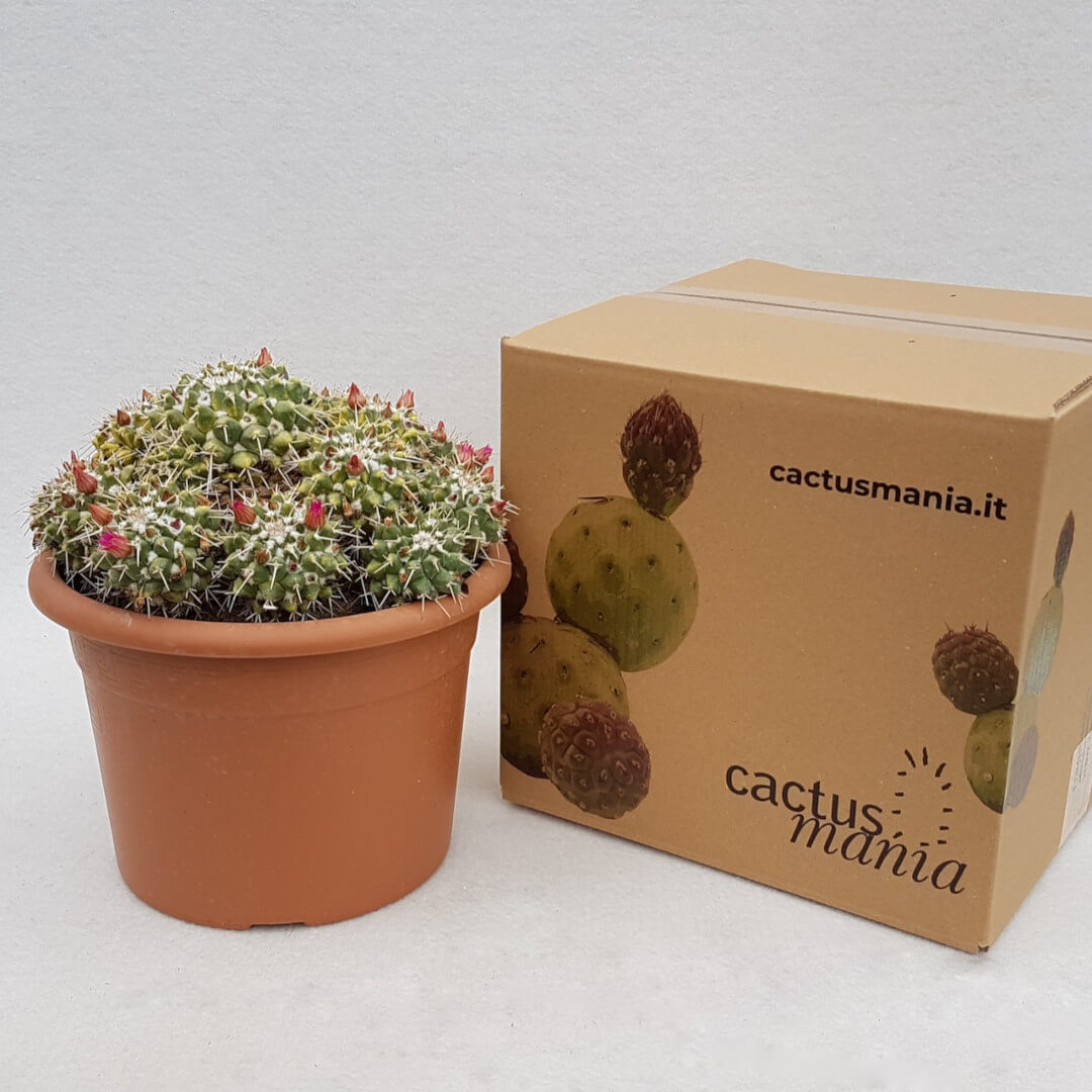Mammillaria compressa vaso Ø 24