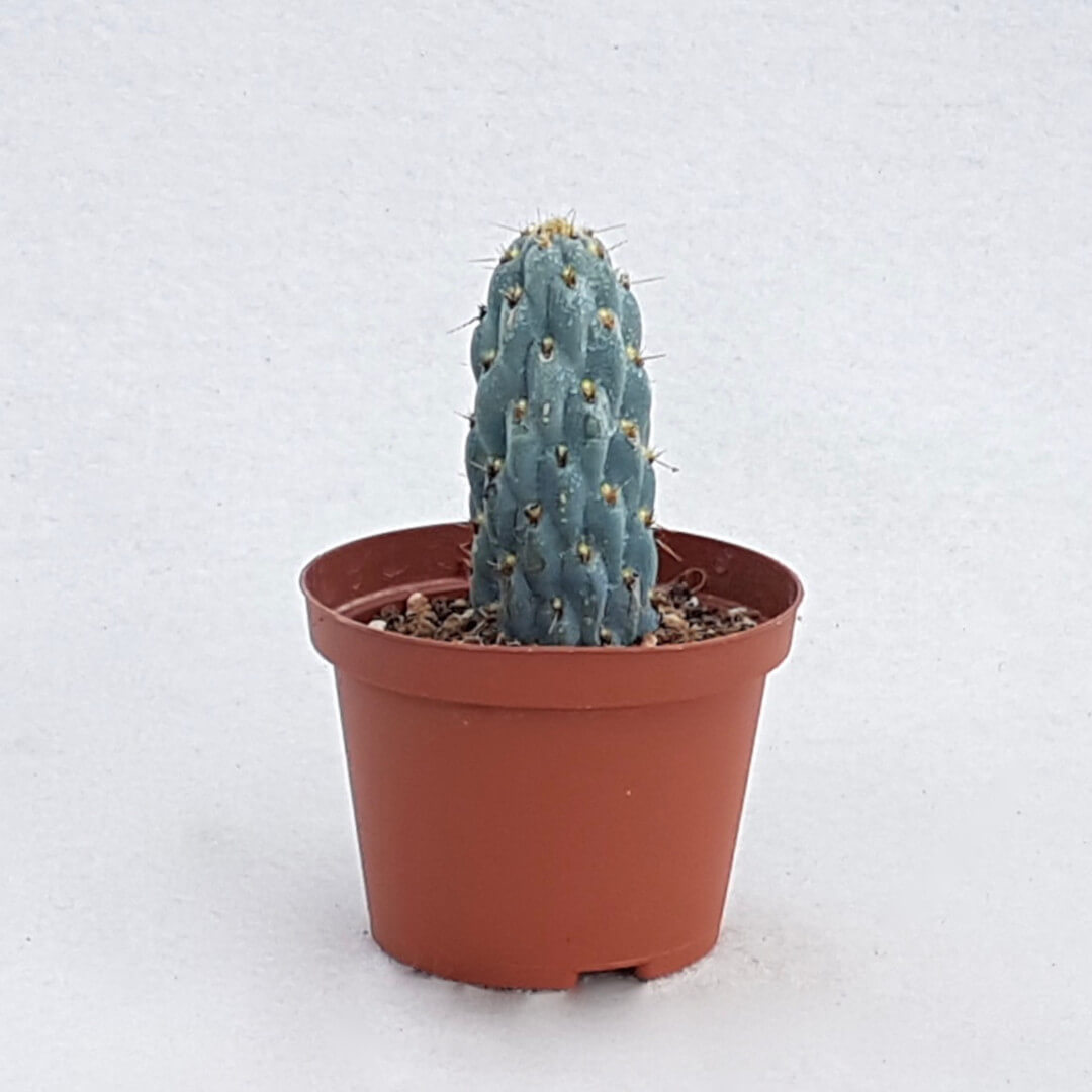 Opuntia miquelii vaso Ø 10,5