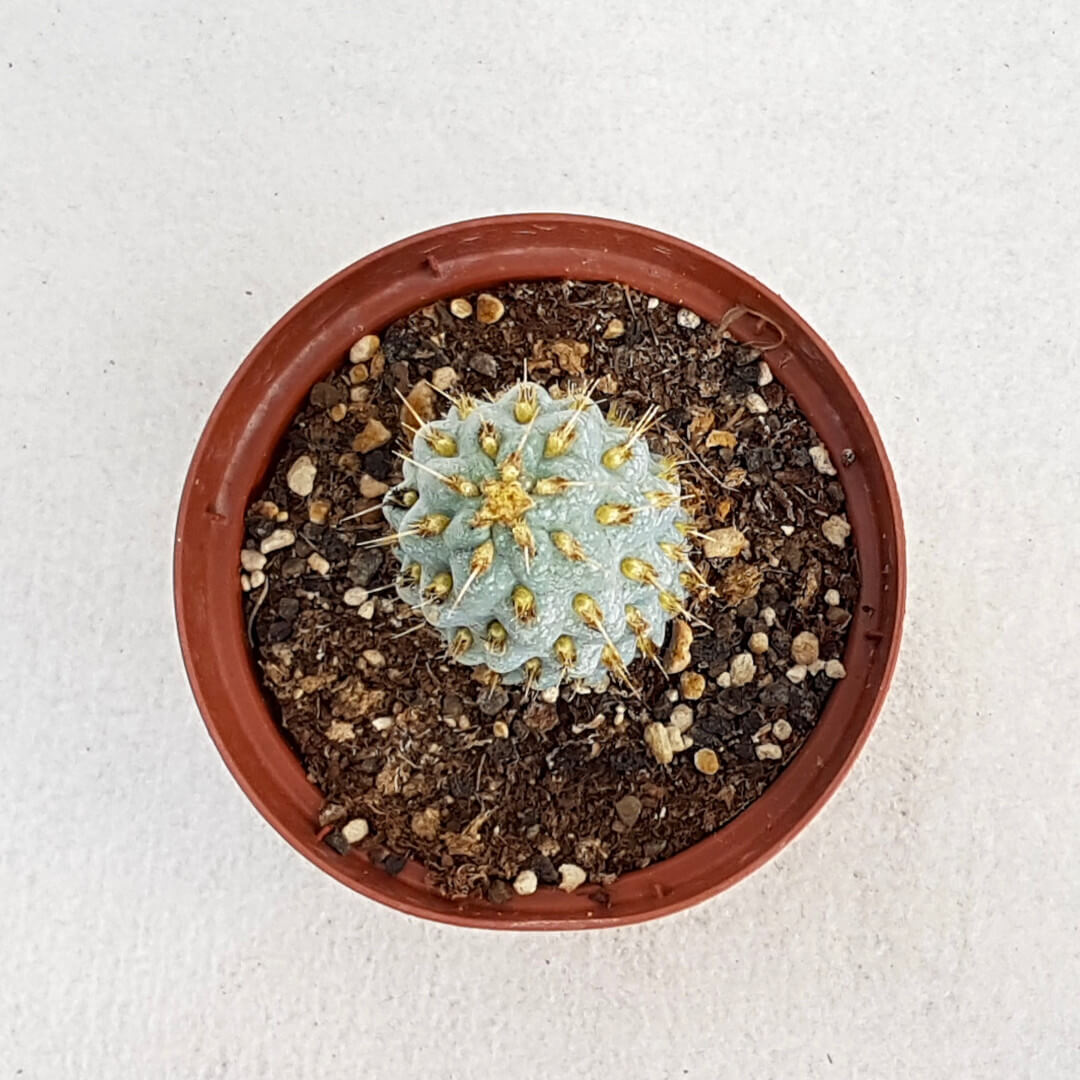 Opuntia miquelii vaso Ø 10,5