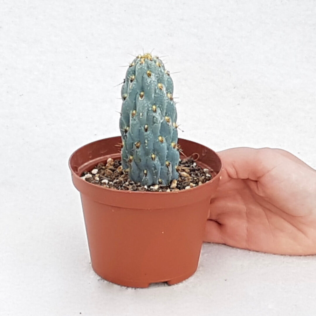 Opuntia miquelii vaso Ø 10,5