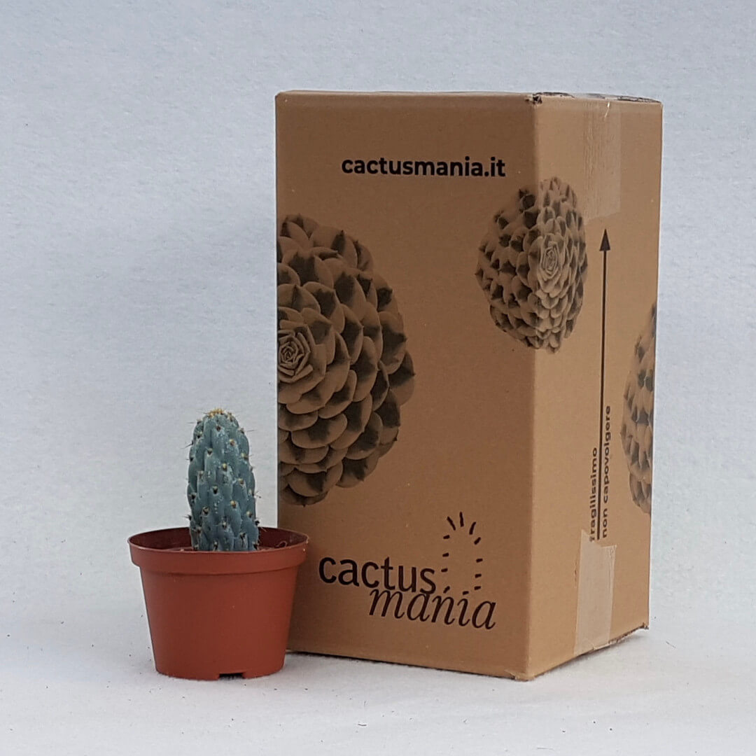 Opuntia miquelii vaso Ø 10,5