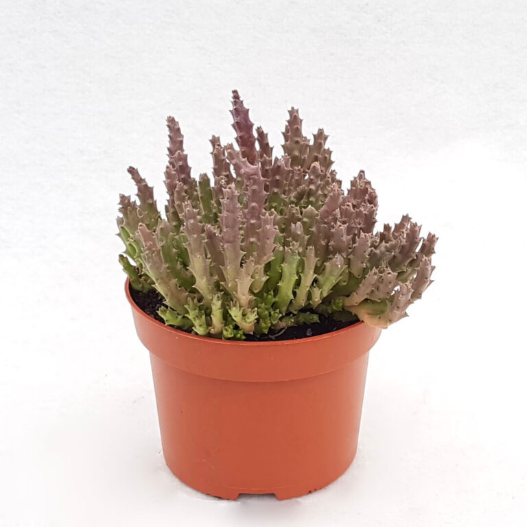 Stapelia variegata vaso Ø 13